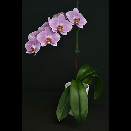 Phalaenopsis Pink Alva Orchid - CPL67