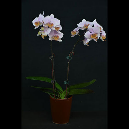 Phalaenopsis Sunset Glow Pink Orchid - CPM68
