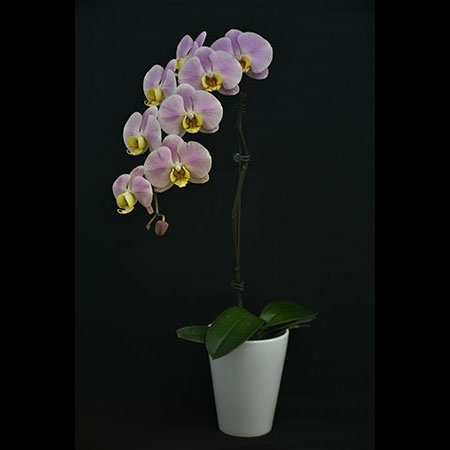 Phalaenopsis Pink Donut Orchid - CPM72