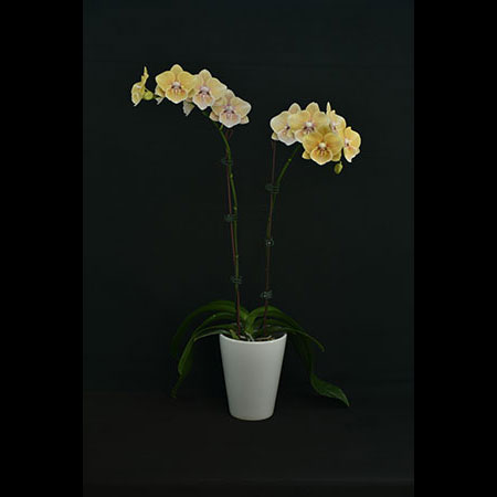 Phalaenopsis Yellow Chameleon Orchid - CYM57