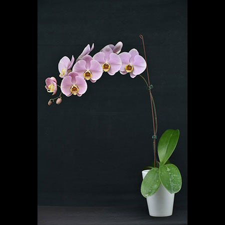 Alaska Salmon Pink Phalaenopsis Orchid - CPL59