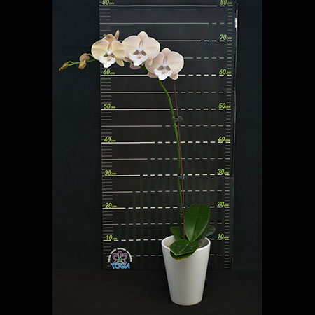 Phalaenopsis Pink Alani Orchid - CPL64