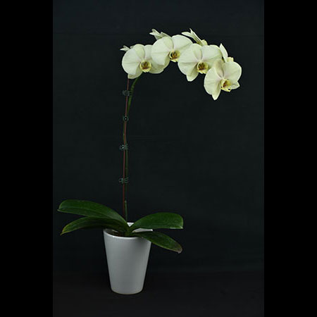 Phalaenopsis Green Giant Orchid - CGL60