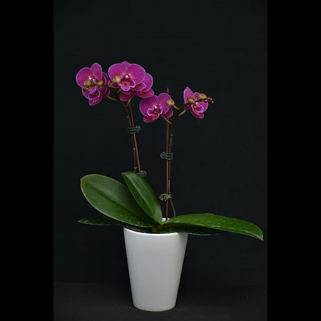 Phalaenopsis Puppy Love Red Orchid - CRM55