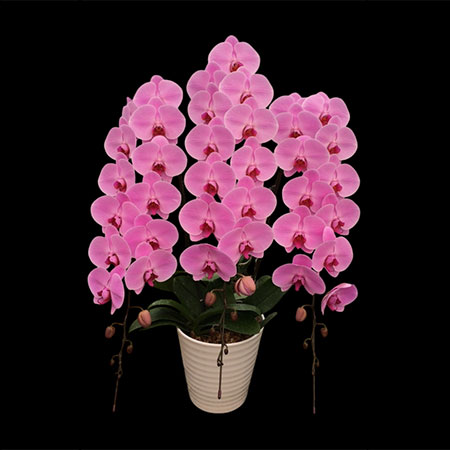 Phalaenopsis Pink Orchid K10