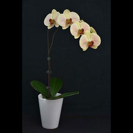 Phalaenopsis Red Guava Yellow Orchid - CYL54