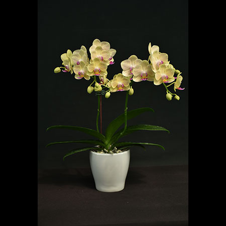 Phalaenopsis Yellow Orchid Lee1155