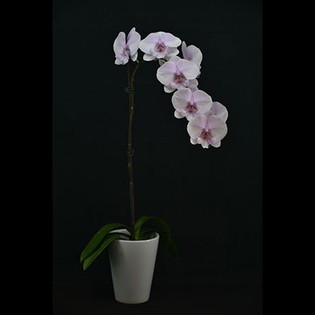 Phalaenopsis Butterfly Pink Orchid - CPM66