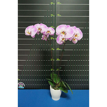 Phalaenopsis Pink Panther - CPM79