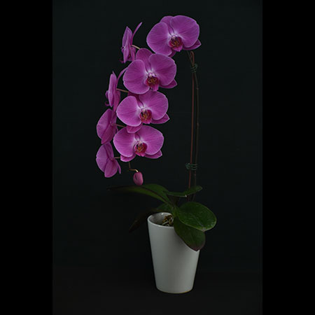 Phalaenopsis Red Orchid GU03 - GU03
