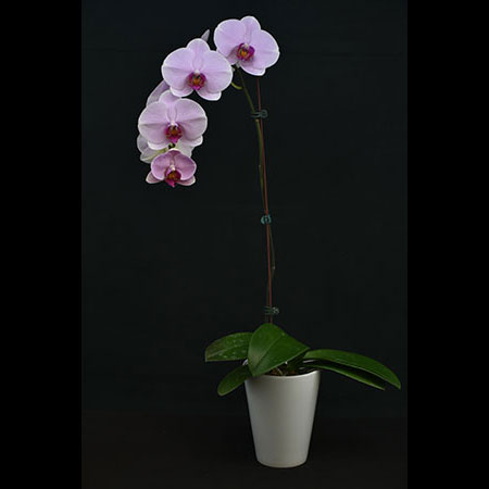 Phalaenopsis First Daughter Pink Orchid - CPL61