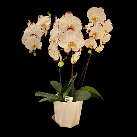 Phalaenopsis White Yeti Orchid - CBM82