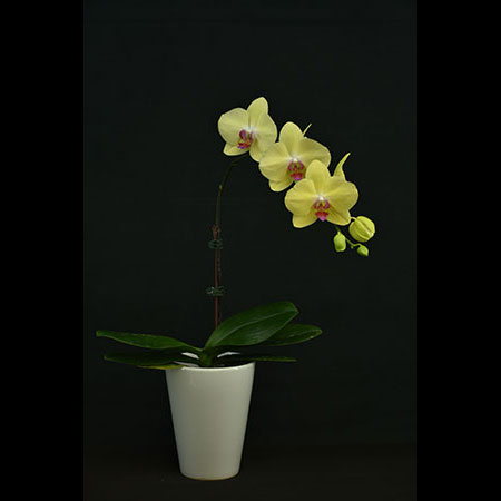 Phalaenopsis Fuller's Sunset - CYL25