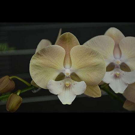 Orquídea Phalaenopsis Rosa Alani - CPL64