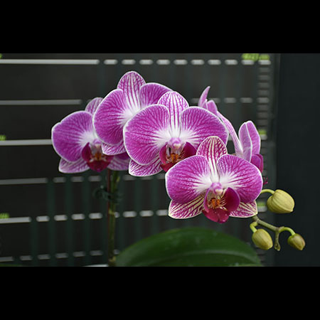 Orquídea Phalaenopsis Red Paradise - CRM26