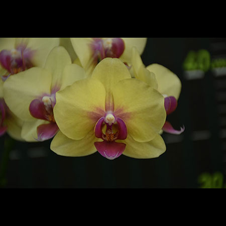 Orquídea Phalaenopsis Amarela - CYM30