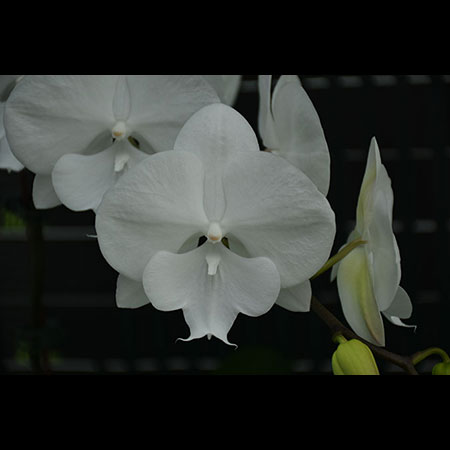 Phalaenopsis Angel Orquídea Branca - CWM49