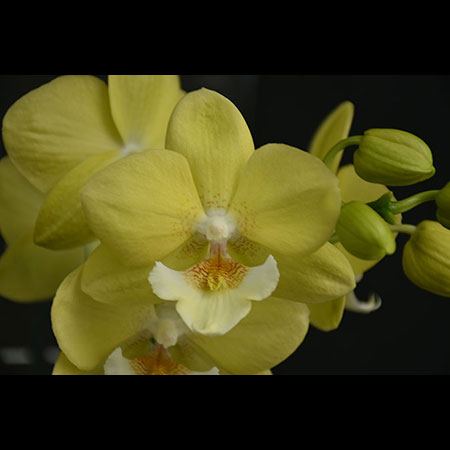 Phalaenopsis California Sunshine Yellow Orchid - CYM53