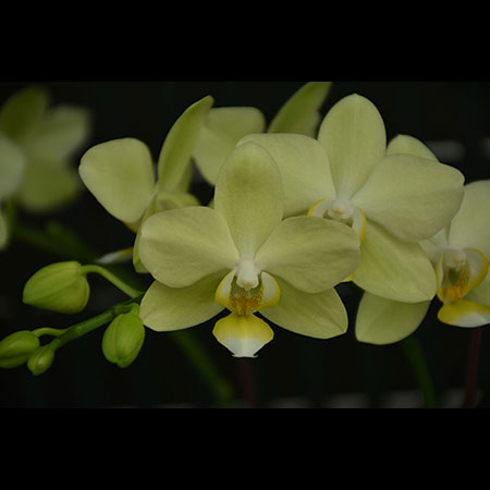 Orquídea Verde Phalaenopsis Pixie - CGS45 Orquídea Verde Phalaenopsis Pixie - CGS45