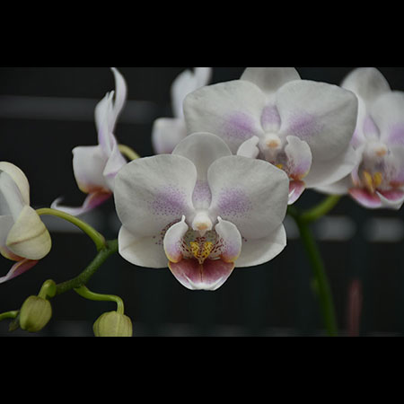 Orquídea Phalaenopsis White Sugar - CWS183 Orquídea Phalaenopsis White Sugar - CWS183