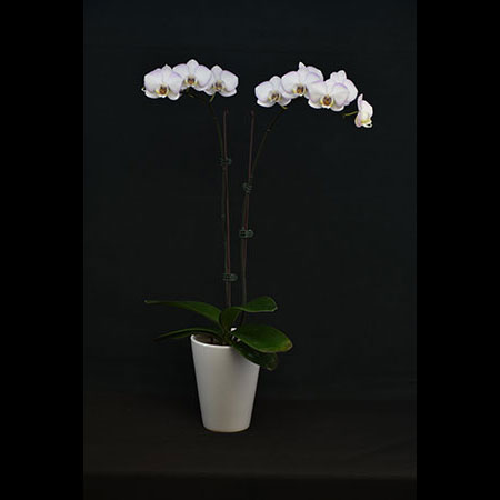 Orquídea Phalaenopsis Branca de Neve - CPM67