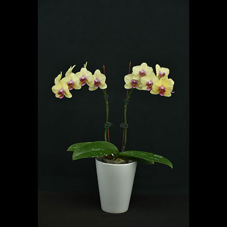 Orquídea Phalaenopsis Amarela - CYM30