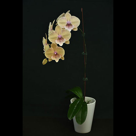Orquídea Borboleta Amarela Phalaenopsis - CYM58