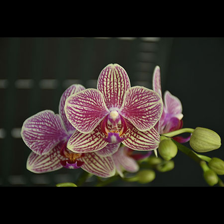 Kalpli Pembe Phalaenopsis Orkide - CPS80