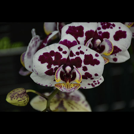 Phalaenopsis Benekli Orman Orkidesi - CBS136