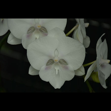 Phalaenopsis Beyaz Kelebek Orkide - CWS148