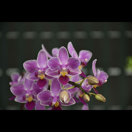 Phalaenopsis Kırmızı İnci Orkide - CPS159