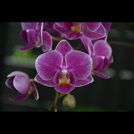 Phalaenopsis Kırmızı Kelebek Orkidesi - CRS163