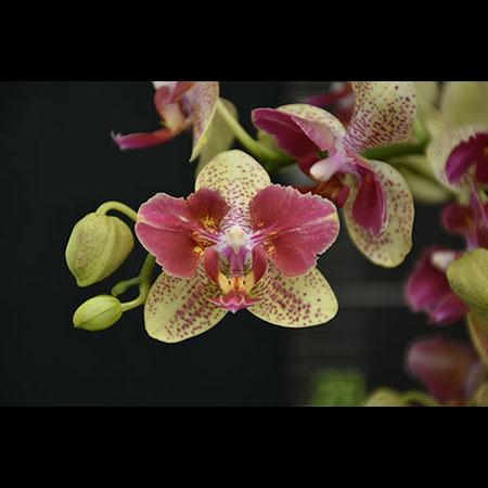 Phalaenopsis Kırmızı Kaleydoskop Orkide - CYS180