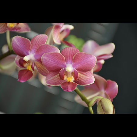 Phalaenopsis Kırmızı Başlıklı Kız Orkidesi - CRS184