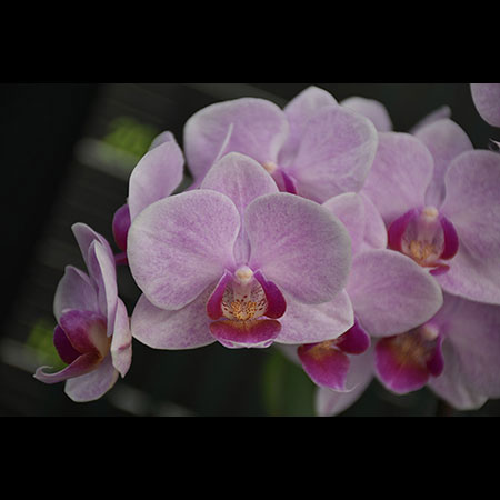 Phalaenopsis Pembe Ruh Orkidesi - CPS187