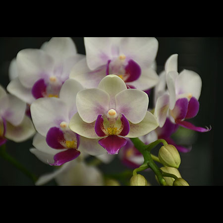Phalaenopsis Pembe Güzellik Orkidesi - CWS190