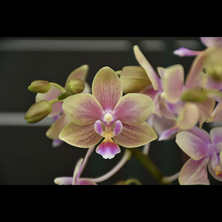 Phalaenopsis Kokulu Pembe Orkide - COS227 (Fragrant)