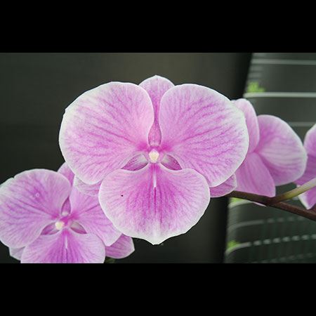 Kırmızı Phalaenopsis Orkide JC311 - JC311 Kırmızı Phalaenopsis Orkide JC311 - JC311