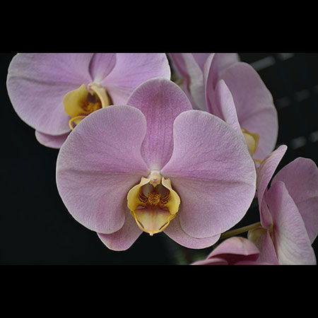 Alaska Somon Pembe Phalaenopsis Orkide - CPL59 Alaska Somon Pembe Phalaenopsis Orkide - CPL59