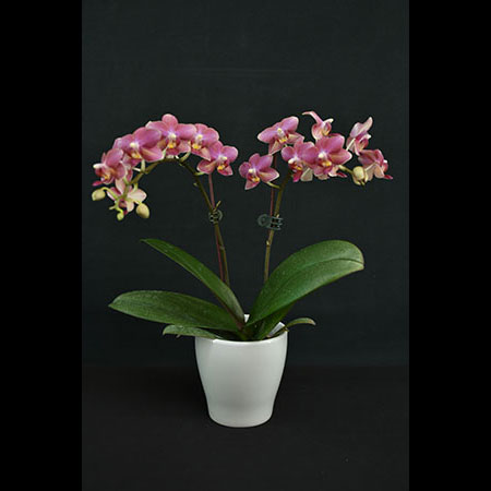 Phalaenopsis Kırmızı Başlıklı Kız Orkidesi - CRS184