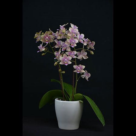 Phalaenopsis Kokulu Pembe Orkide - COS227 (Fragrant)