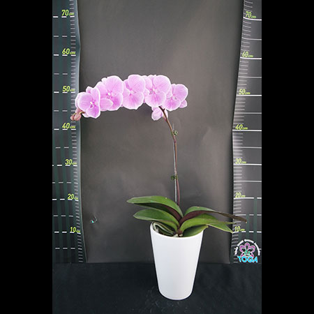 Kırmızı Phalaenopsis Orkide JC311 - JC311 Kırmızı Phalaenopsis Orkide JC311 - JC311