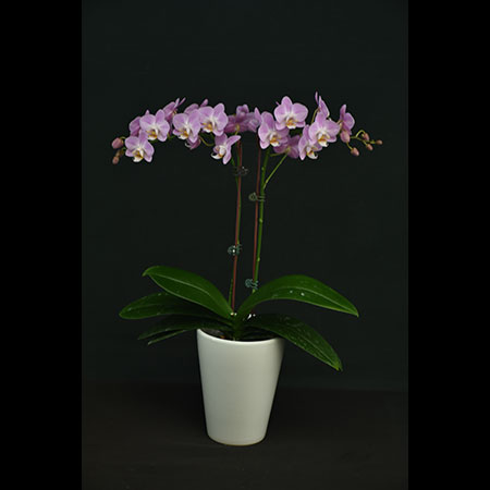 Pembe Phalaenopsis Orkide NBM525 - NBM525
