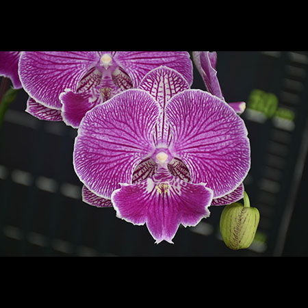 Lan váy đỏ Phalaenopsis - CRL76 Lan váy đỏ Phalaenopsis - CRL76