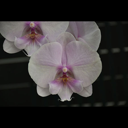 Hoa lan bướm Phalaenopsis - CPM66 Hoa lan bướm Phalaenopsis - CPM66