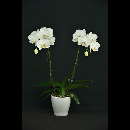 Lan Hồ Điệp Trắng - CWS118