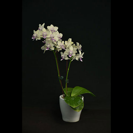Phalaenopsis hoa lan vàng thơm - CYS228 (Fragrant)