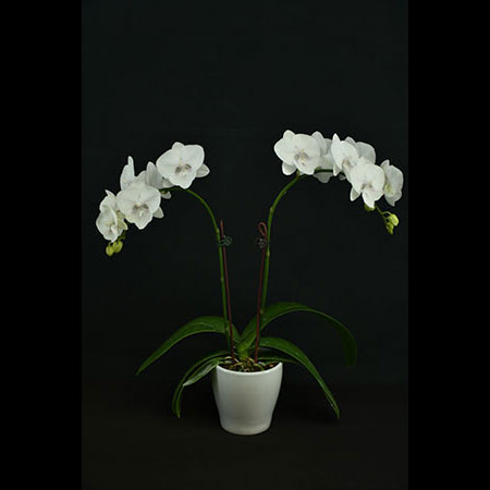 Lan bướm trắng Phalaenopsis - CWS148