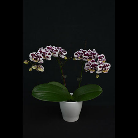 Lan rừng đốm Phalaenopsis - CBS136 Lan rừng đốm Phalaenopsis - CBS136